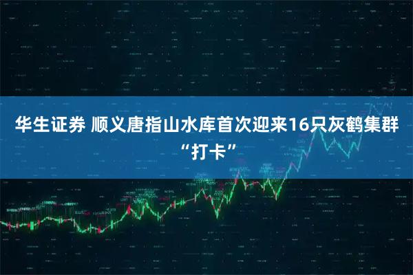 华生证券 顺义唐指山水库首次迎来16只灰鹤集群“打卡”